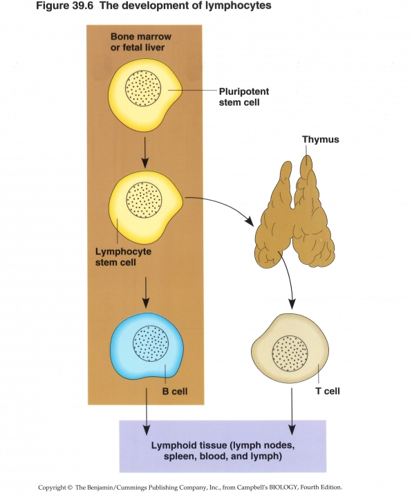 ontwikkeling van lymfocyten