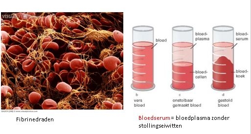 Op het linker plaatje zie de fibrinedraden. Wanneer je bloed in een buisje laat staan, gaat het vanzelf stollen. De vloeistof die dan overblijft wordt bloedserum genoemd.