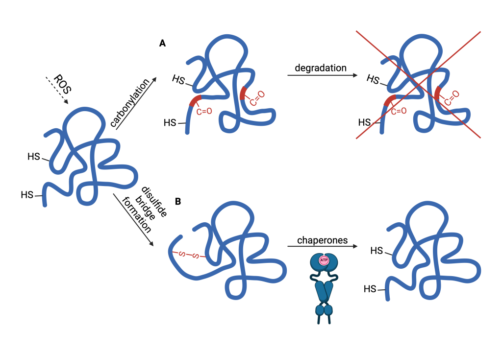 Figure 8.3 Oxidative damage of proteins. A. Protein carbonylation which cause a change in conformation. B. Formation of disulfide bonds within the protein.