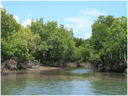 Een Mangrovebos