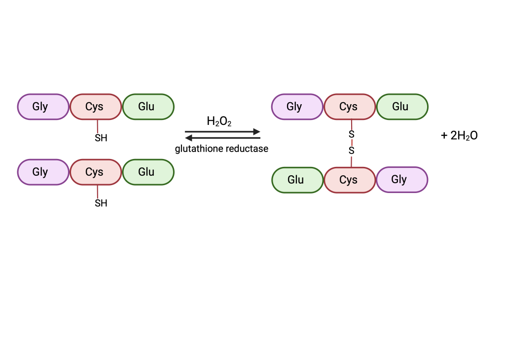 Figure 8.2 Mechanism of reactive particles elimination by glutathione. Glutathione is a small peptide composed of the amino acids glycine (Gly), cysteine (Cys) and glutamic acid (Glu). In case of reactive particles presence in the cell, oxidation of thiol groups (-SH) of cysteine occurs and disulphide bonds (S-S) are formed between two glutathiones.