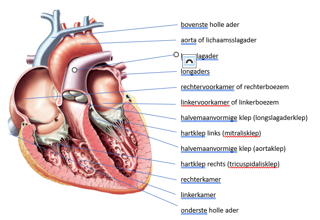 De onderdelen van het hart inwendig bekeken.