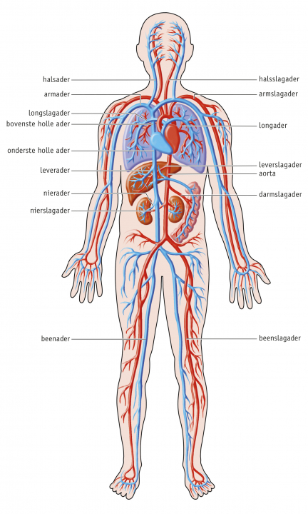 Afbeelding 1: Het bloedvatenstelsel van de mens