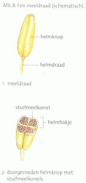 afbeelding: meeldraad