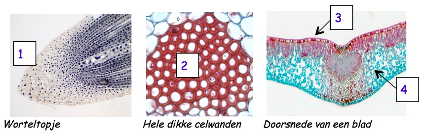 Bron: http://www.vcbio.science.ru.nl/