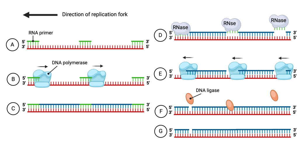 Figure 3.5 Lagging strand synthesis. Synthesis of the lagging strand takes place via Okazaki fragments. A. Several RNA primers are attached to the DNA strand. B. Sections between RNA primers are synthesized by DNA polymerase. C. A hybrid molecule formed by RNA and DNA sequences is formed. D. RNA primers are removed from the molecule by RNase. E. Spaces between short sections of DNA are synthesized by DNA polymerase. F. The integrity of the strand is ensured by the DNA ligase enzyme. G. Complete synthesized lagging strand of DNA.