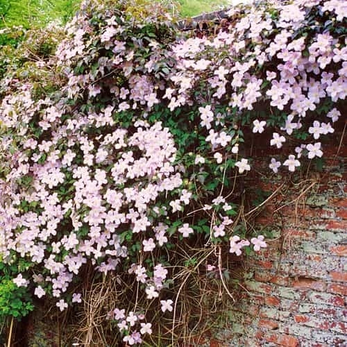 Clematis montana