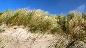 Helmgras, een fysisch-geografisch voorbeeld onderdeel van kustverdediging. Het helmgras houdt het zand vast, waardoor de duin stevig blijft en het zand niet het achterliggende land op gaat.
