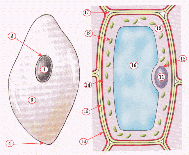 Links een dierlijke cel en rechts een plantencel