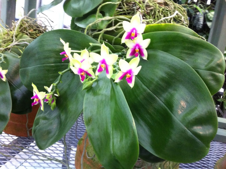 Wilde soort Phalaenopsis. Het aantal bloemen is klein en de bladeren zijn groot. Toch kan deze plant interessant zijn voor de veredelaar vanwege de unieke bloemkleur. Bron: Nick van Rosmalen.  