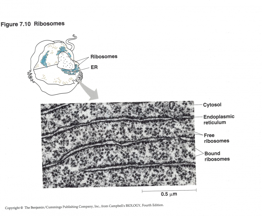 ribosomen