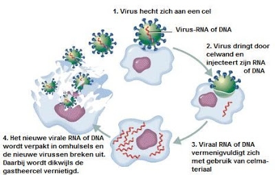 Hoe vermenigvuld een virus zich en waarom worden we dan ziek?