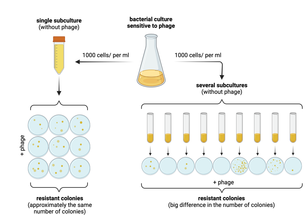 Figure 14.2. Schematic principle of fluctuation test. A bacterial culture is cultivated without the presence of bacteriophage. Then, a single subculture is separated and again cultivated for several generations without phage. This subculture is then plated onto Petri dishes and cultivated in the presence of phage, resulting in a similar number of resistant colonies on each plate. Next, several subcultures are cultivated separately in the absence of phage. When plates onto Petri dishes with phage, the number of resistant bacterial colonies is very different between different subcultures. 