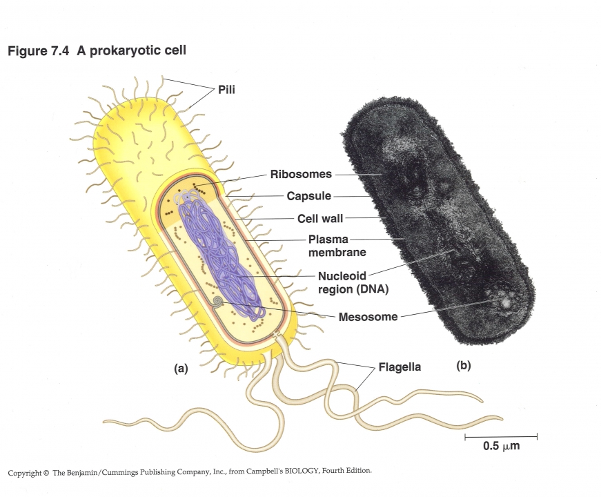 Bacteriecel