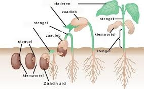 Afbeelding 1