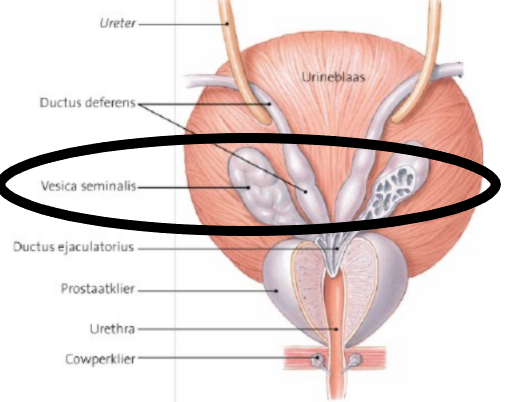 Vesica seminalis 