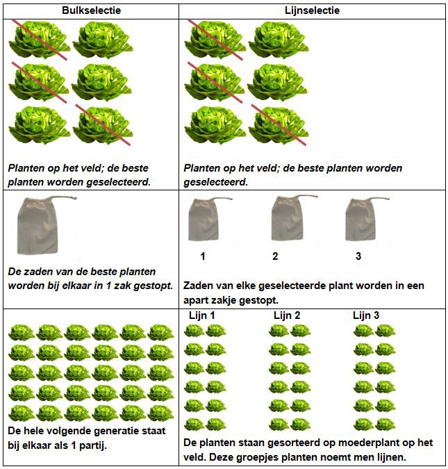 Het verschil tussen bulk- en lijnselectie. Bron: CAH Vilentum.
