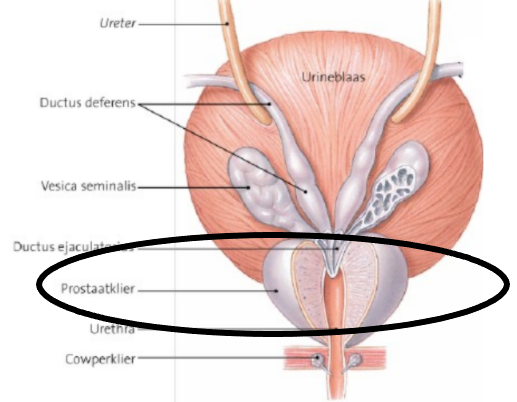 Prostaat