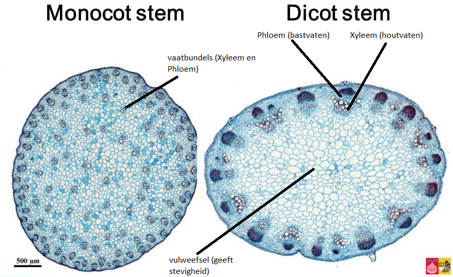 verschil tussen dicotyle wortels en monocotyle stengels