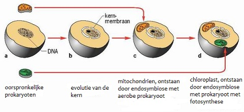 Endosymbiose theorie