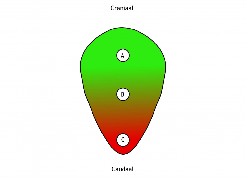 Figuur 1.3 Overlappende en/of tegengestelde concentratiegradiënten van paracriene factoren bepalen de identiteit van een cel op een specifieke locatie. In deze schematische weergave van een humaan embryo in de tweede week van de ontwikkeling ontvangt cel A een hoge concentratie van de ‘groene factor’ en een lage concentratie van de ‘rode factor’. Voor cel C geldt precies het tegenover gestelde. Cel B ontvangt van beide factoren ongeveer evenveel. Deze informatie wordt verwerkt door de verschillende cellen waarbij hun respectievelijke locatie zorgt voor de juiste celspecificatie. Zie appendix voor toelichting van de termen.