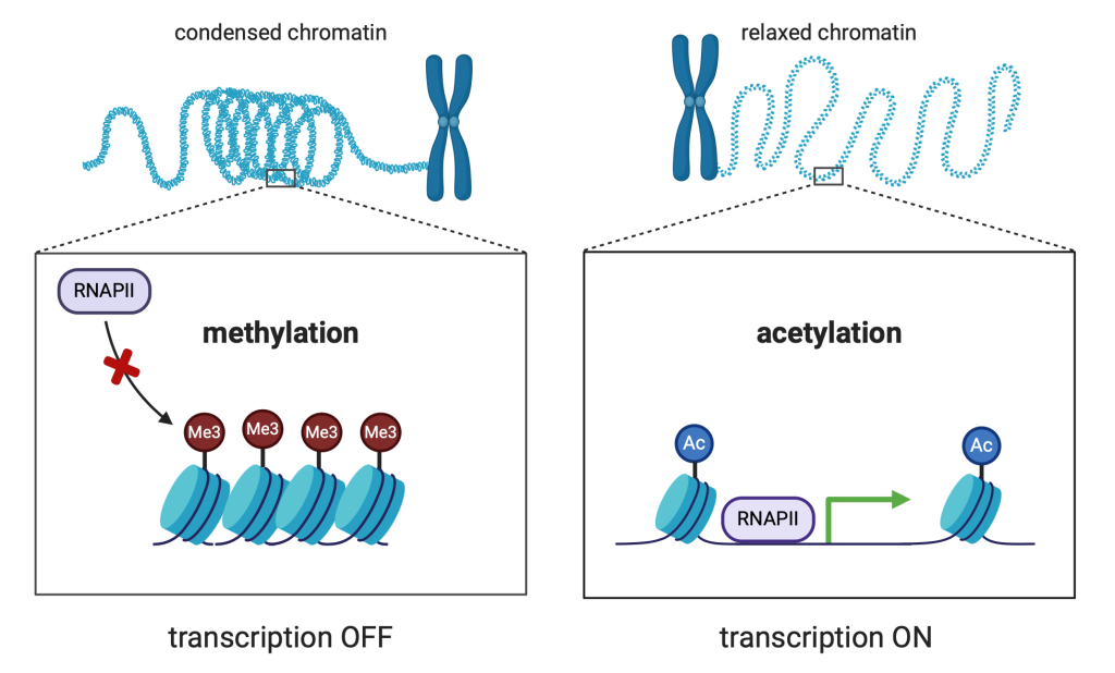 Figure 6.7 Histone modification. This process causes a change in chromatin packing. Acetylation causes loose packing of euchromatin in most cases, and methylation mostly causes tight packing of heterochromatin.