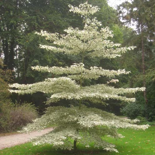 Cornus controversa in bloei