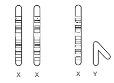 Geslachtschromosomen