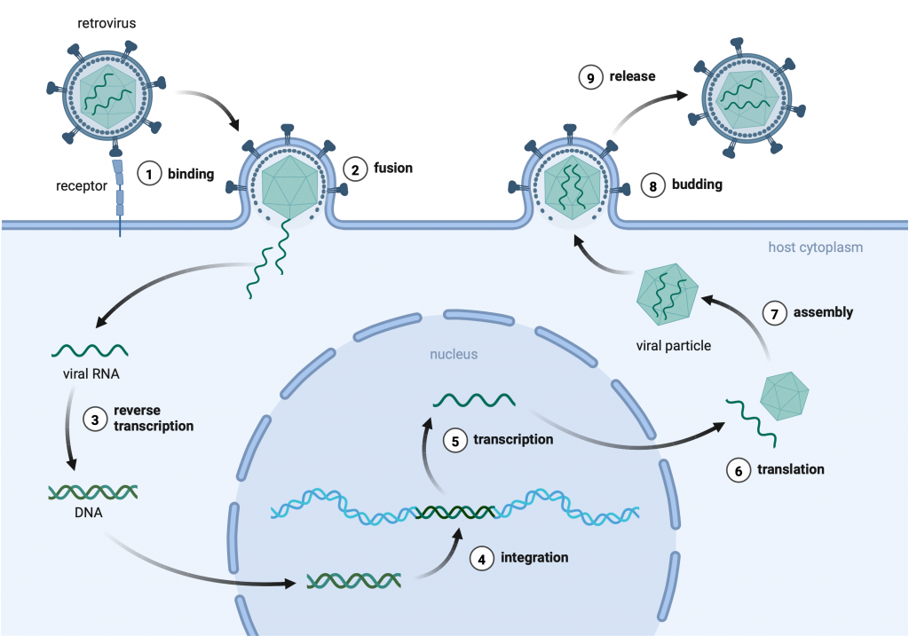 Figure 10.2 Life cycle of retroviruses. After identification and binding to a receptor, the virus particle is engulfed by the host cell. The nucleic acid (RNA in retroviruses) is transcribed back into DNA in a process called reverse transcription. The DNA is then transported into the nucleus and inserted into the host chromosome. The gene present on the inserted viral DNA are transcribed and translated by the host cell and assembled into a new viral particle that leaves the infected cell.