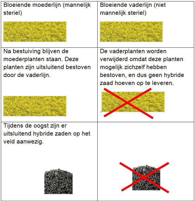 Door gebruik te maken van mannelijke steriliteit hoeven moederplanten niet stuk voor stuk met de hand bestoven te worden.