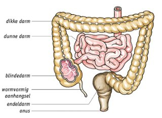 De ligging van de dunne darm, blindedarm met wormvormig aanhangsel, dikke darm en endeldarm met anus