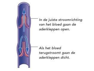 Afbeelding 20 - http://www.spataderen-behandeling.nl/wat-zijn-spataderen-2