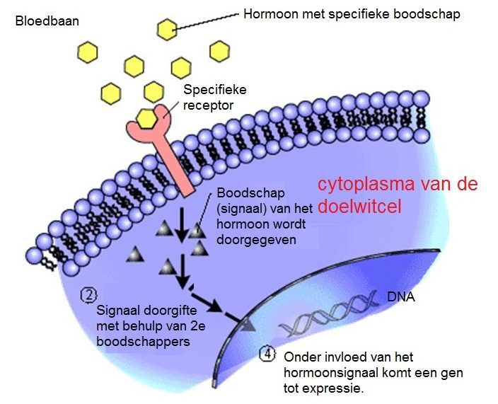 Afbeelding 1: Wat zijn hormonen eigenlijk?