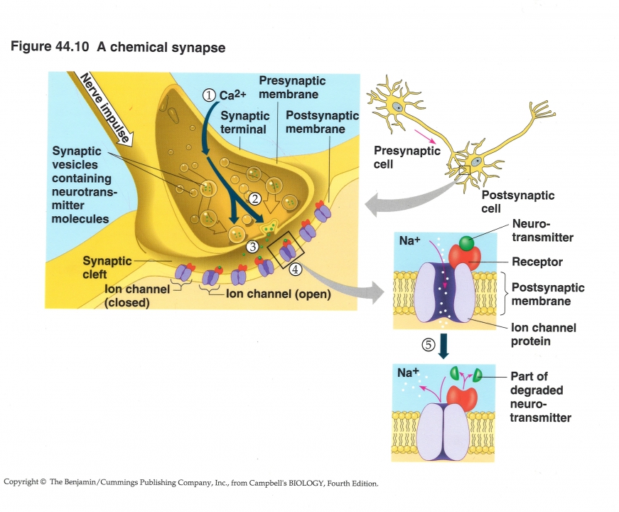 synaps en neurotransmitters