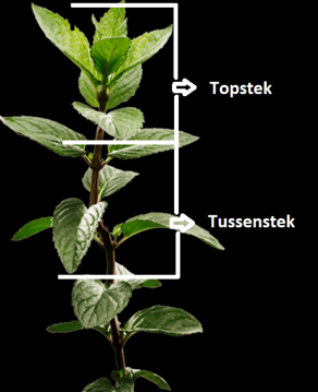 Top- en tussenstek plant