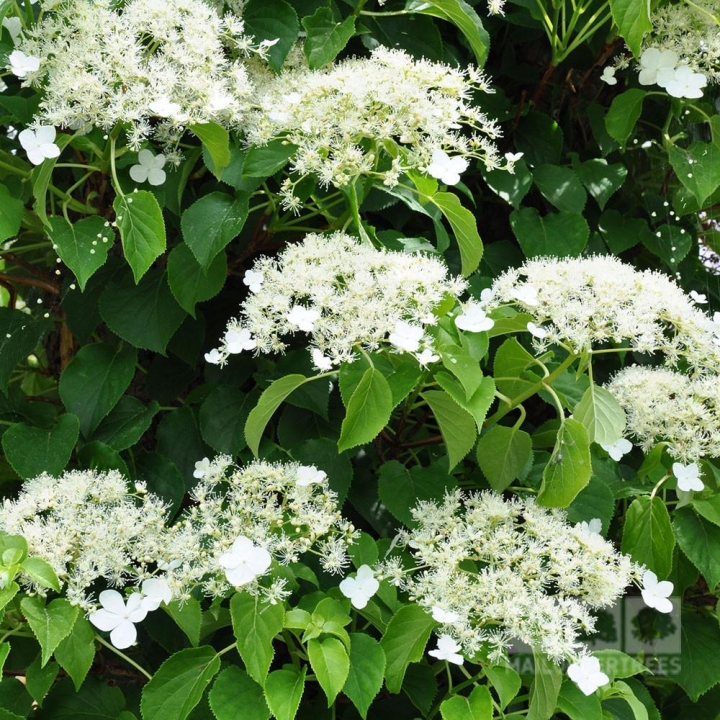 Hydrangea anomale ssp. petiolaris