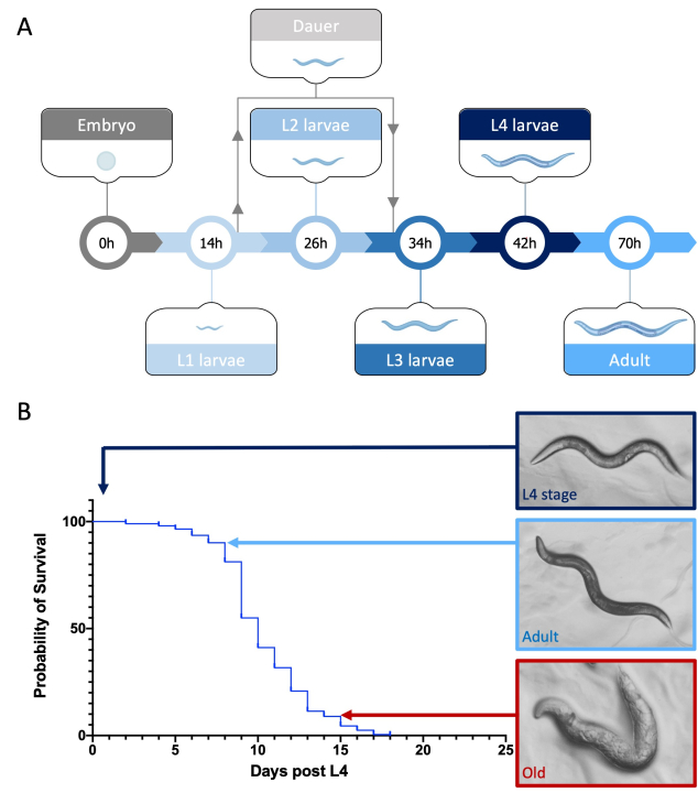 Figure 20.6 The life cycle of Caenorhabditis elegans makes it possible not only to study different stages of development in a short time. (A) The worms start life as an egg and then go through 4 larval stages to reach adulthood within 3 days. If conditions are poor, the worm can divert to an alternative state, dauer, for a period of time before returning to the usual life cycle when it is more favourable. (B) After the final phase of L4 to adulthood, the worms start to produce their 300 genetically identical offspring. Then, for the last 2 weeks of life, the worms will start to show classic signs of aging, until they die. Images provided by S. Hughes.