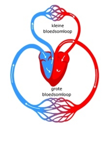 Afbeelding 12 - http://www.studiobiologie.nl/KB1/K09_08/uitleg6.html