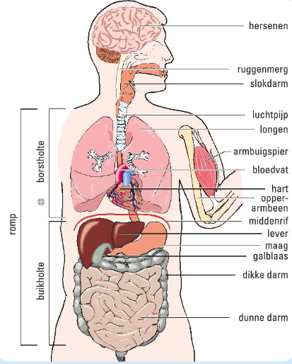 Afbeelding 1: Je romp, bestaande uit de borstholte en buikholte