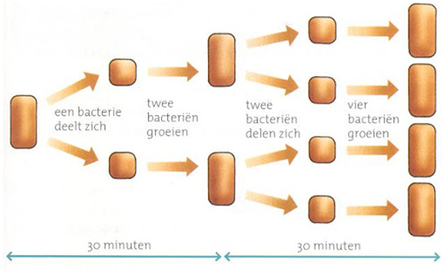 Deling bij een bacterie