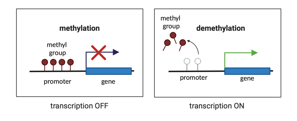 Figure 6.6 Epigenetic regulation of transcription by DNA methylation. Adding a methyl group to a gene promoter turns off expression/transcription. Demethylation is the opposite process in which methyl groups are removed, resulting in the initiation of transcription.