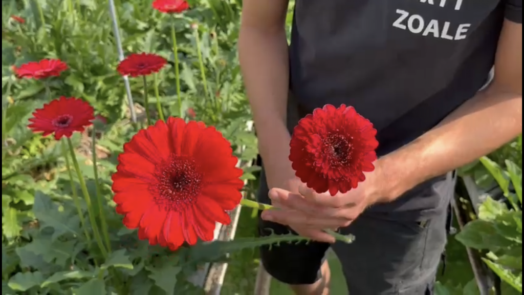 Kijk goed naar deze twee bloemen zie jij waarom de teler de rechter bloem niet wil gebruiken en dus gaat weggooien?