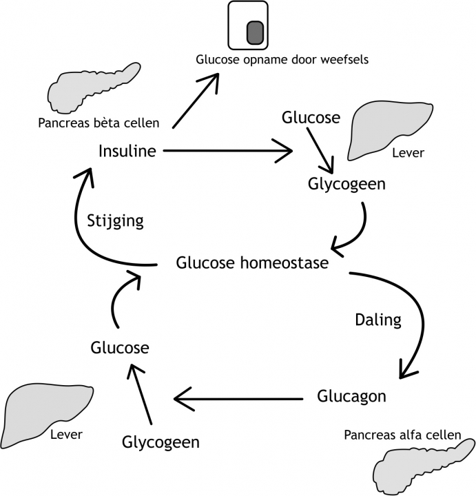 Figuur 20.2  Glucose homeostase. Bij stijging van de bloedglucosespiegel zullen bètacellen in de pancreas insuline produceren, dat opname van glucose door weefsels en de omzetting van glucose naar glycogeen door de lever stimuleert. Bij een daling van de bloedglucosespiegel zullen alfacellen in de pancreas glucagon produceren, dat omzetting van glycogeen naar glucose door de lever stimuleert.