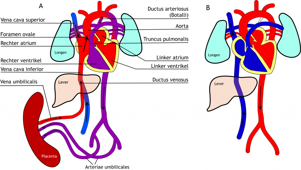 Figuur 8.4 (A) Foetale circulatie. Het geoxygeneerde (rood) bloed stroomt van de placenta via de vena umbilicalis naar de foetus. Het gedeoxygeneerde (blauw/paars) bloed stroomt via de arteriae umbilicales van de foetus naar de placenta­. (B) Circulatie na geboorte.