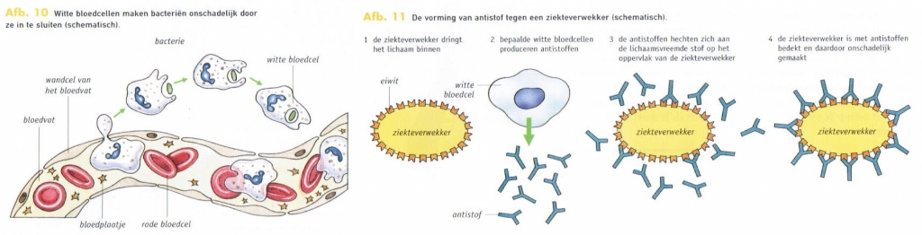 Bron:https://biologielessen.nl/index.php/dna-57/436-infectieziekten