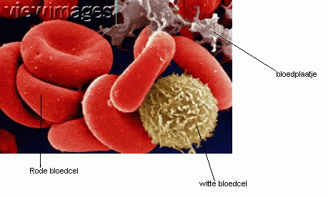 Dit zijn verschillende bloedcellen uitvergroot. Rechtsonder zie je een witte bloedcel. Een soldaat van ons afweersysteem.