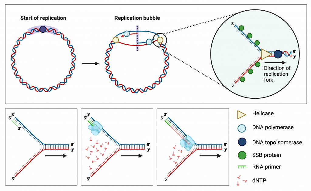 Figure 3.4 Initiation of replication and synthesis of the leading strand of DNA. DNA replication begins with the unfolding of the double strand at specific sites termed the origin of replication. This creates a replication bubble, which, in addition to moving replication forks, also includes enzymes and proteins that bind to DNA (topoisomerase and SSB proteins). The enzyme helicase unravels the double strand of DNA and the synthesis of a new strand is catalysed by DNA polymerase. The leading strand of DNA is replicated continuously in the presence of RNA primers that are recognized by DNA polymerase. The gradual incorporation of free nucleotides (dNTPs) leads to the synthesis of the leading strand, which is a copy of the original chain.