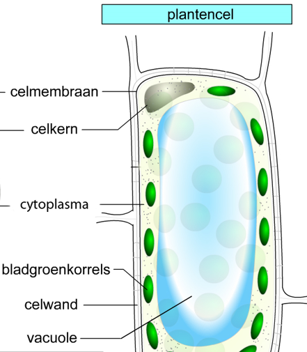 De onderdelen van een plantencel