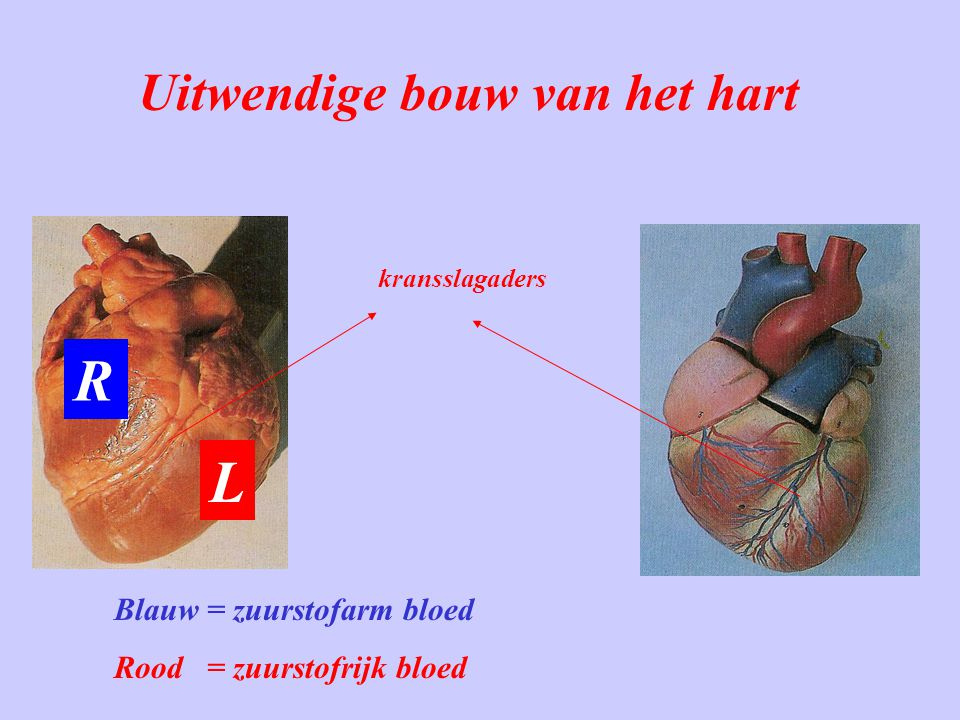 Het hart uitwendig