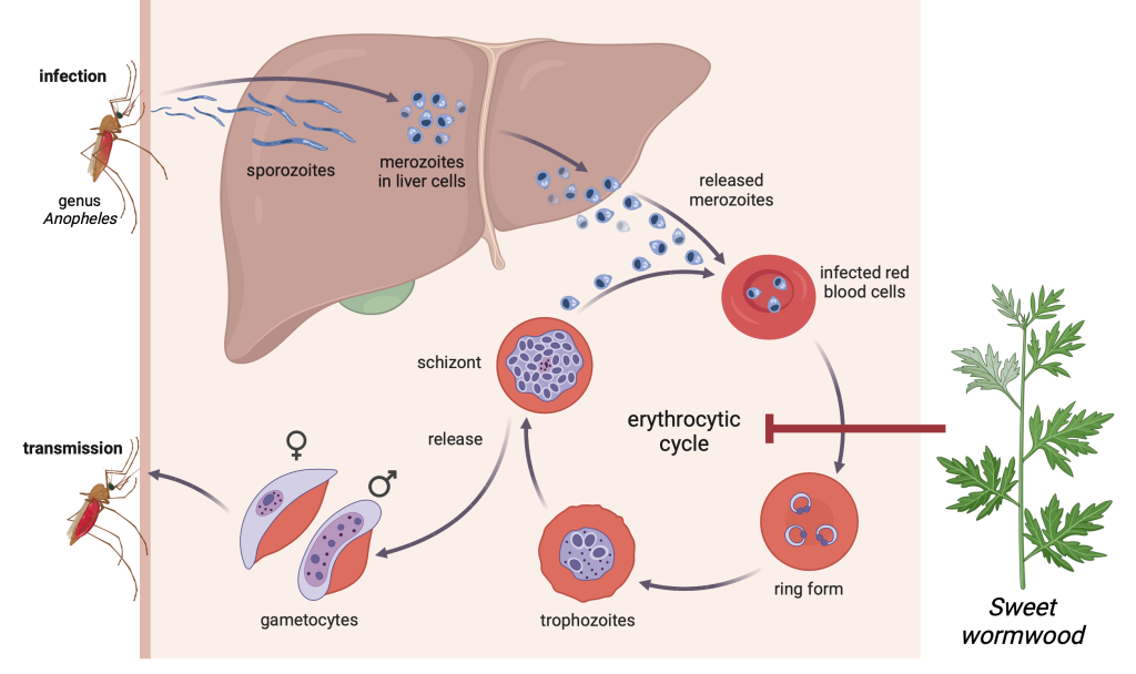 Figure 11.3 Mechanism of action of the antimalarial artemisinin against the Plasmodium falciparum parasite.